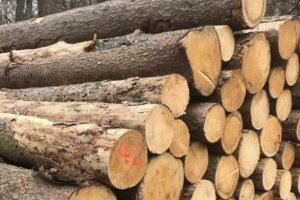 原木包括哪些木材种类？原木的定义与分类