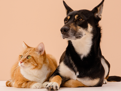 爱心宠物吧 - 宠物喂养护理训练平台